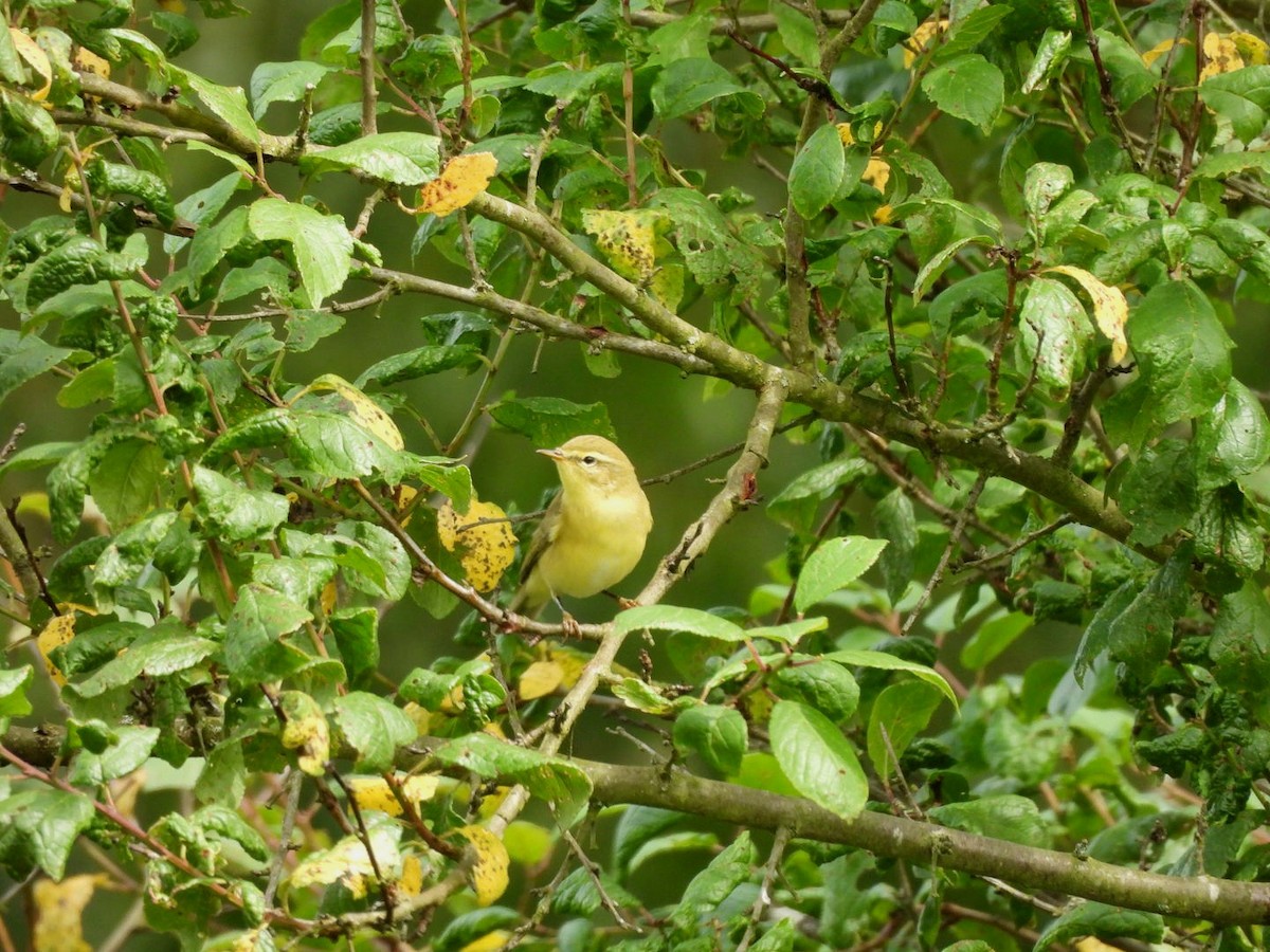 Willow Warbler - ML621838802