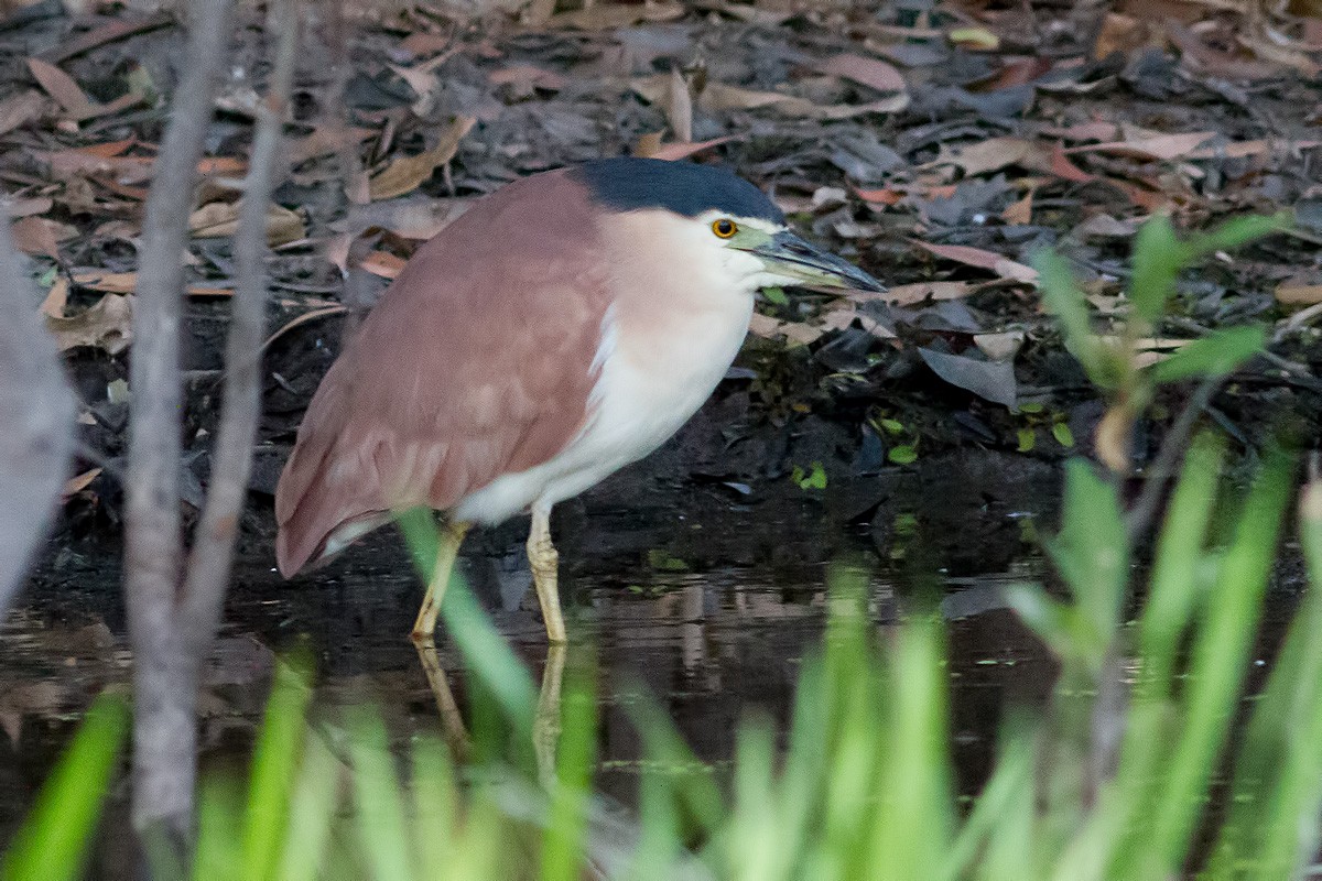 Nankeen Night Heron - ML621838805