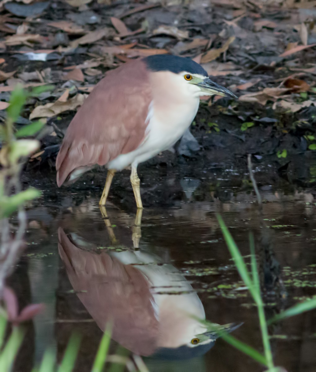 Nankeen Night Heron - ML621838806