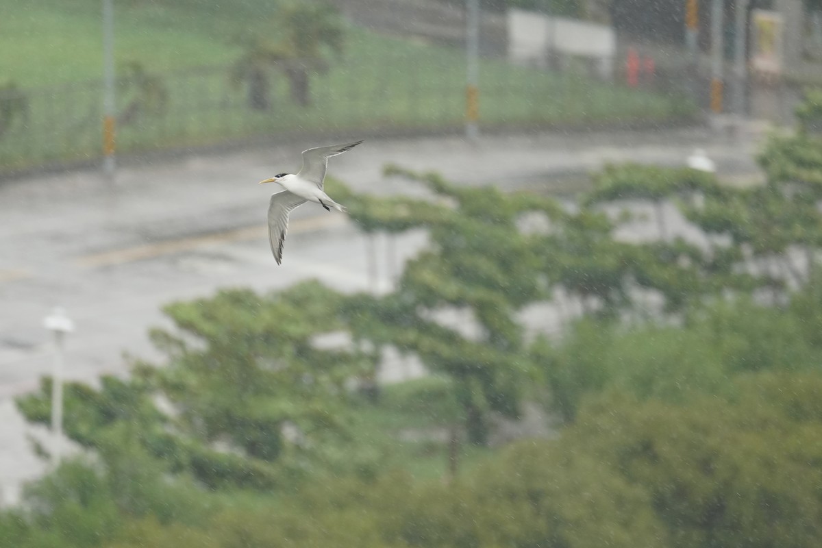 Great Crested Tern - ML621838838