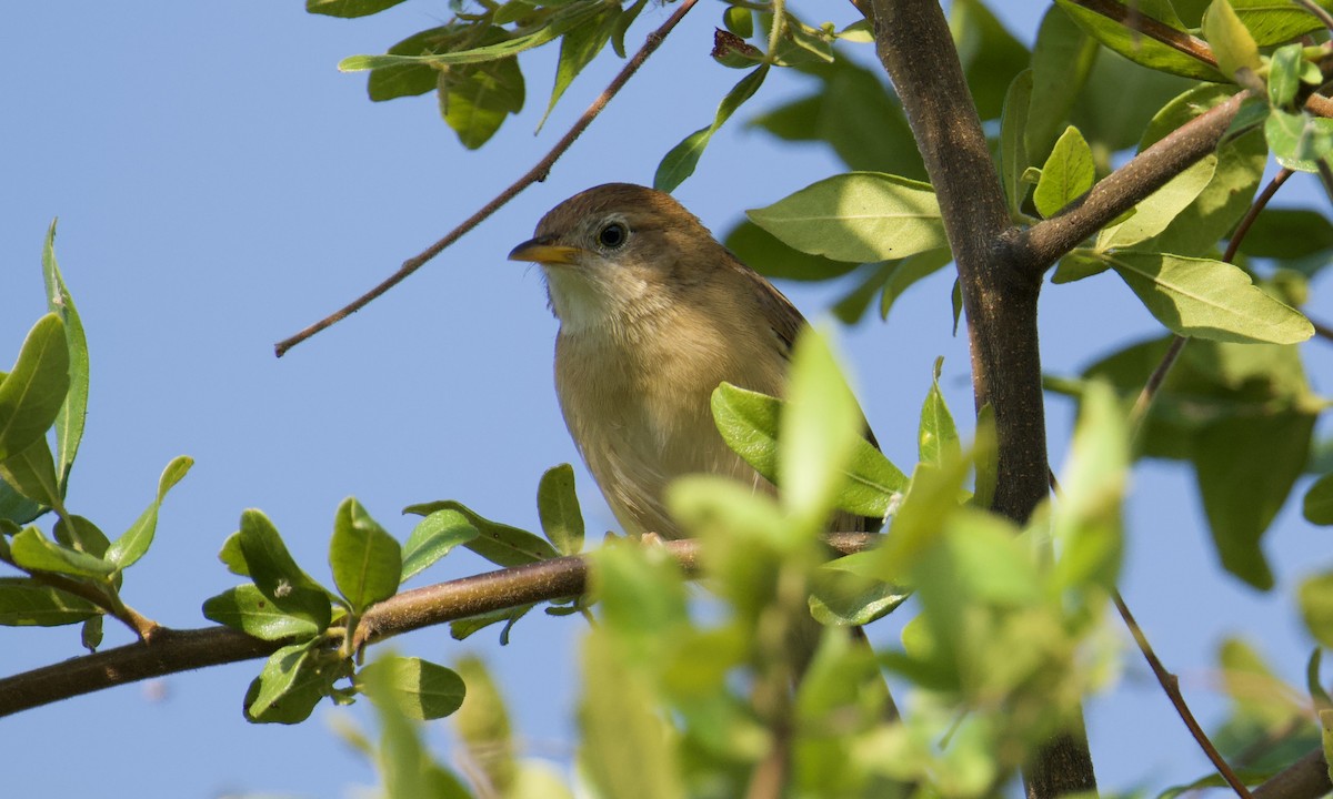 Siffling Cisticola - ML621838840