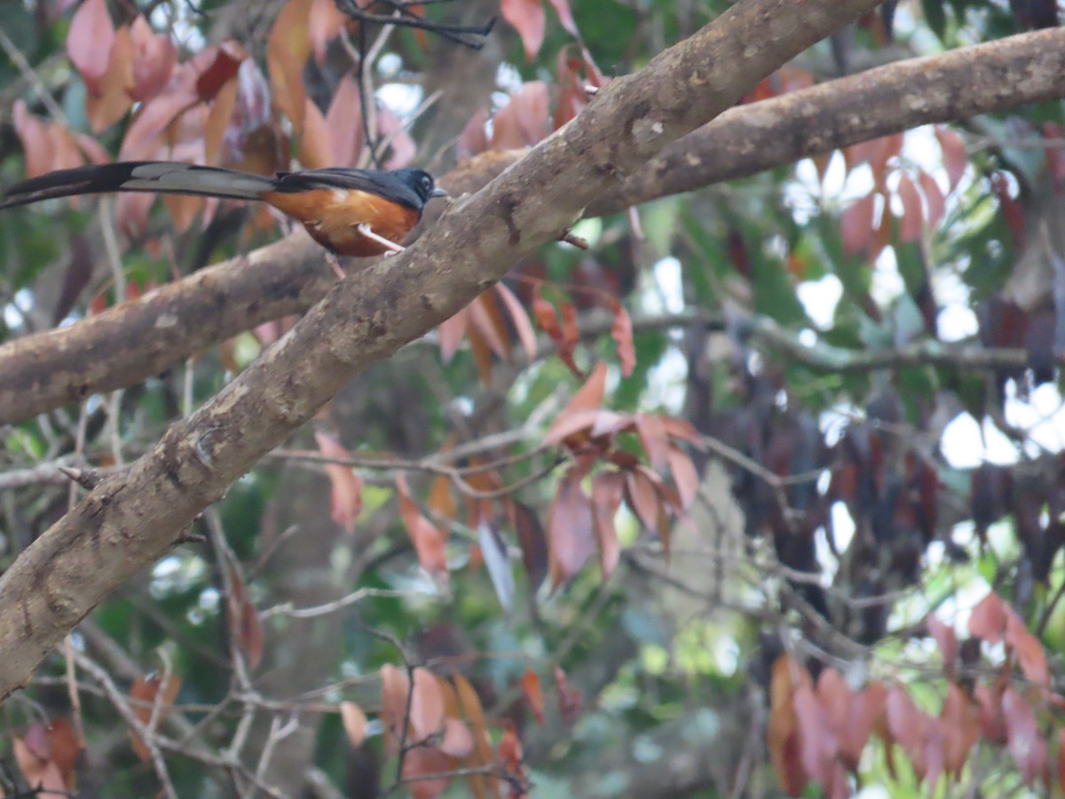 White-rumped Shama - ML621838917