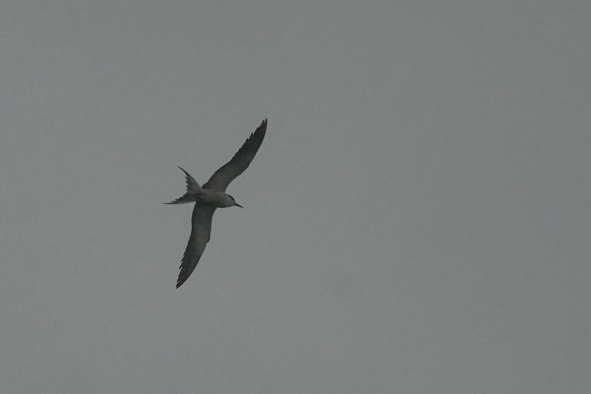 Bridled Tern - ML621838962