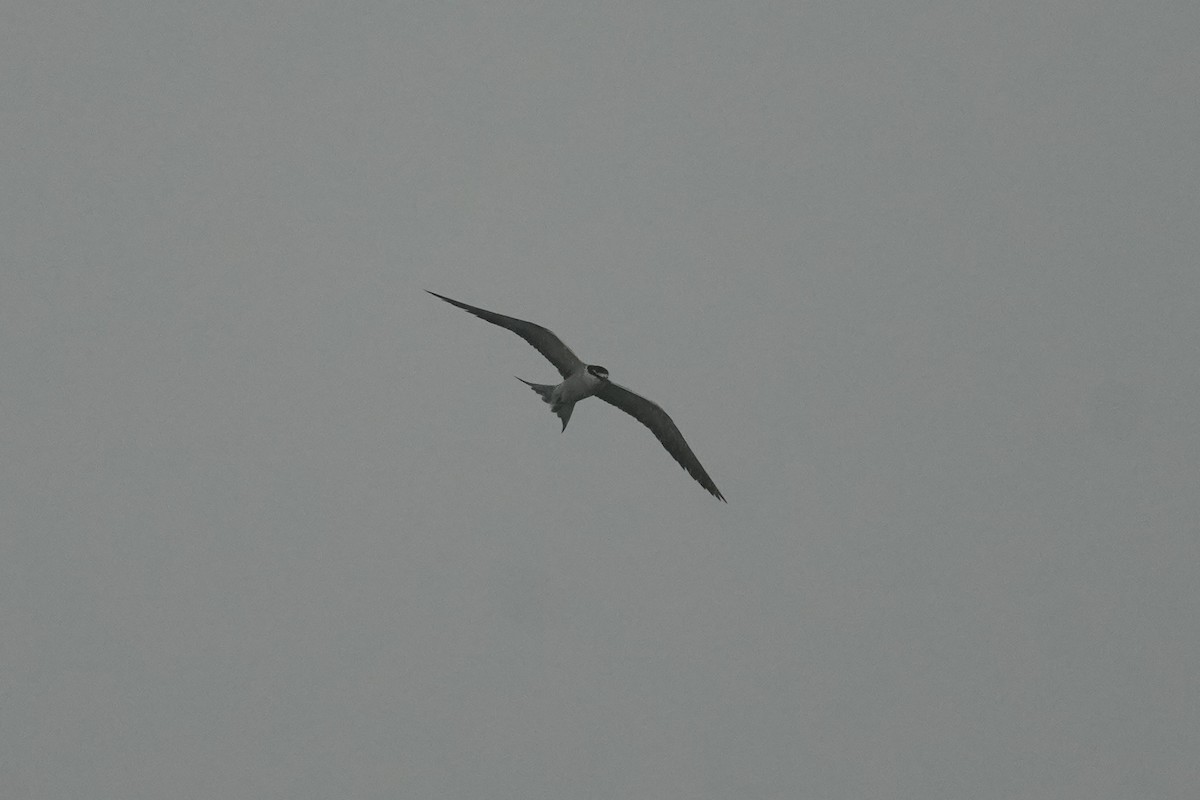 Bridled Tern - ML621838963