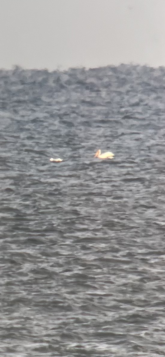 American White Pelican - ML621838976