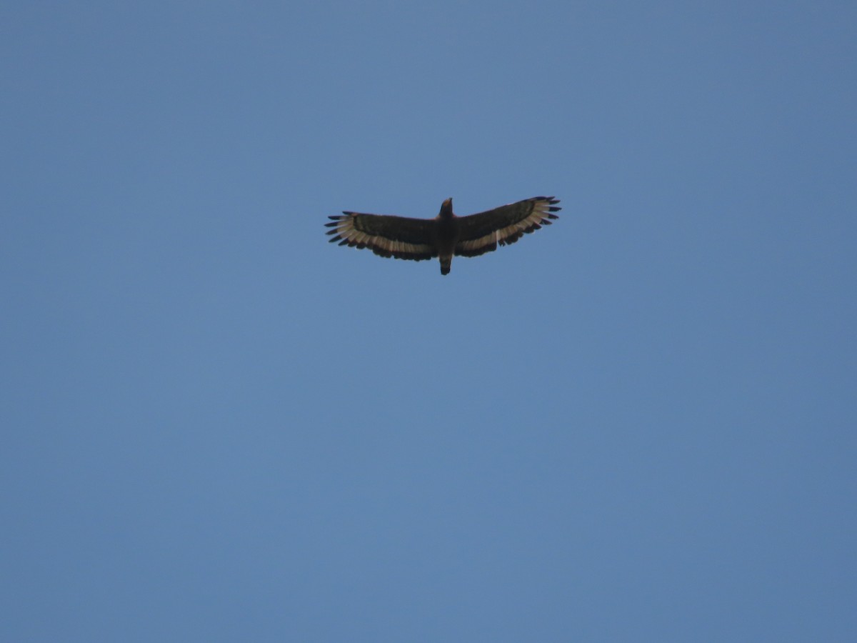 Crested Serpent-Eagle - ML621838980