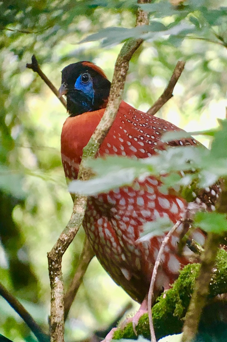 Temminck's Tragopan - ML621838986