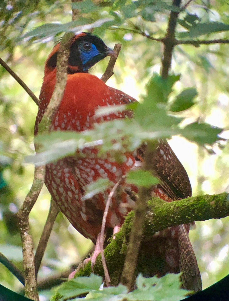 Temminck's Tragopan - ML621838987