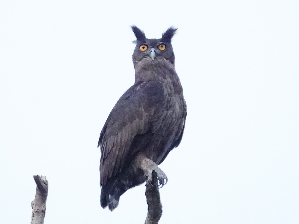 Dusky Eagle-Owl - ML621839048