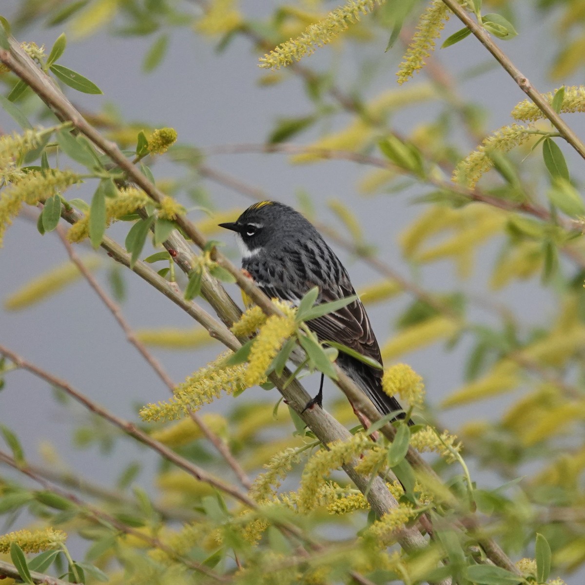 Пісняр-лісовик жовтогузий (підвид coronata) - ML621839062