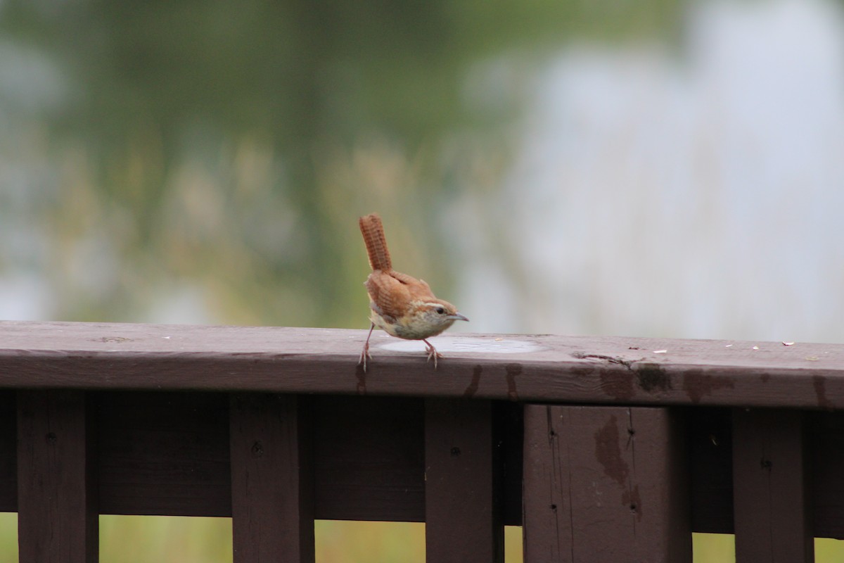 Carolina Wren - ML621839074