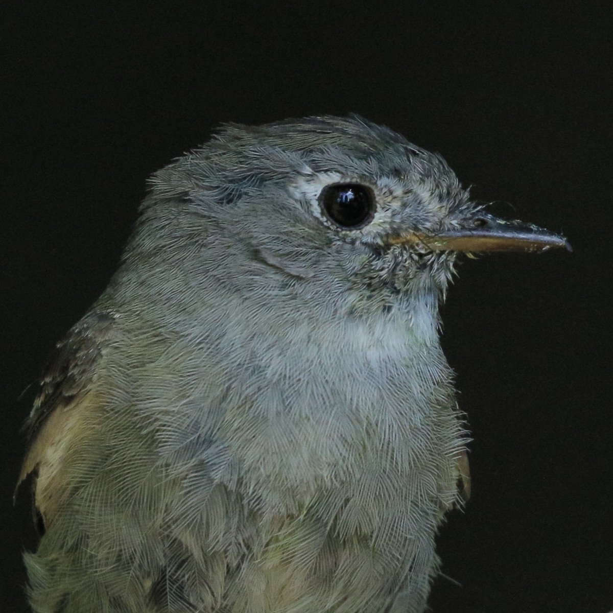 Hammond's/Dusky Flycatcher - ML621839097