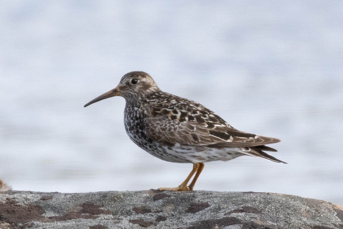 Purple Sandpiper - Samanvitha Rao