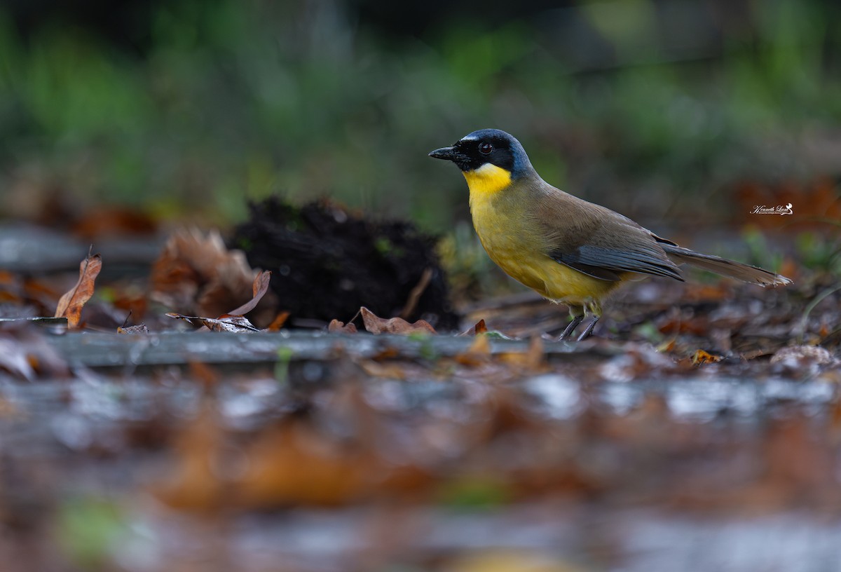 Blue-crowned Laughingthrush - ML621839229