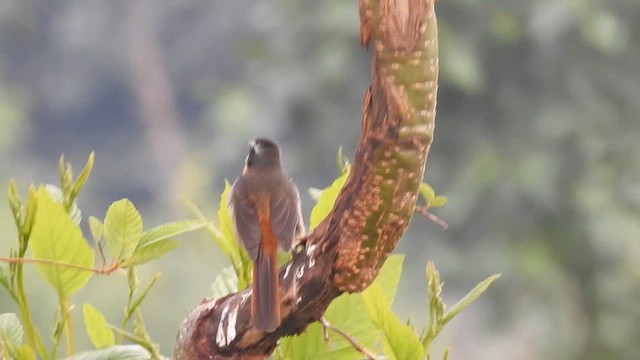 Cape Robin-Chat - ML621839230