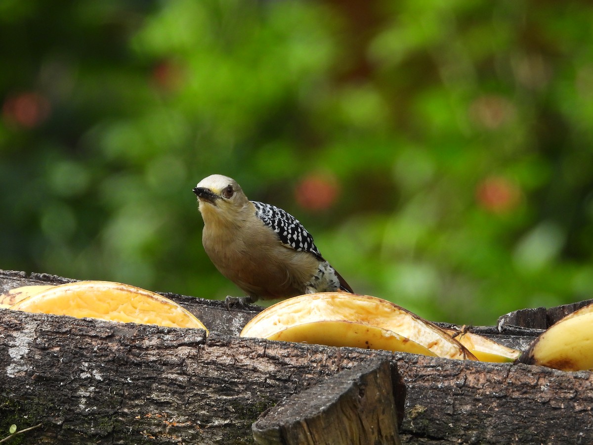 Red-crowned Woodpecker - biel miquel