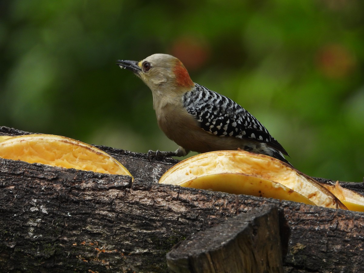 Red-crowned Woodpecker - ML621839333