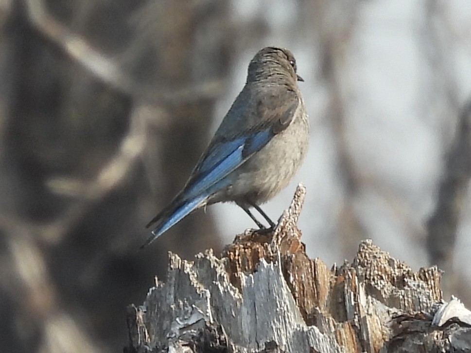 Mountain Bluebird - Sally Hill