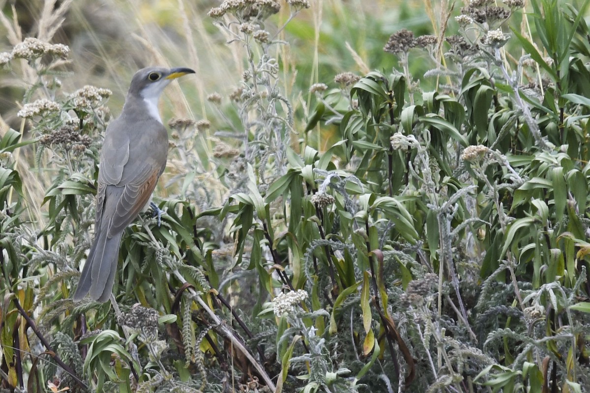 Yellow-billed Cuckoo - ML621839462