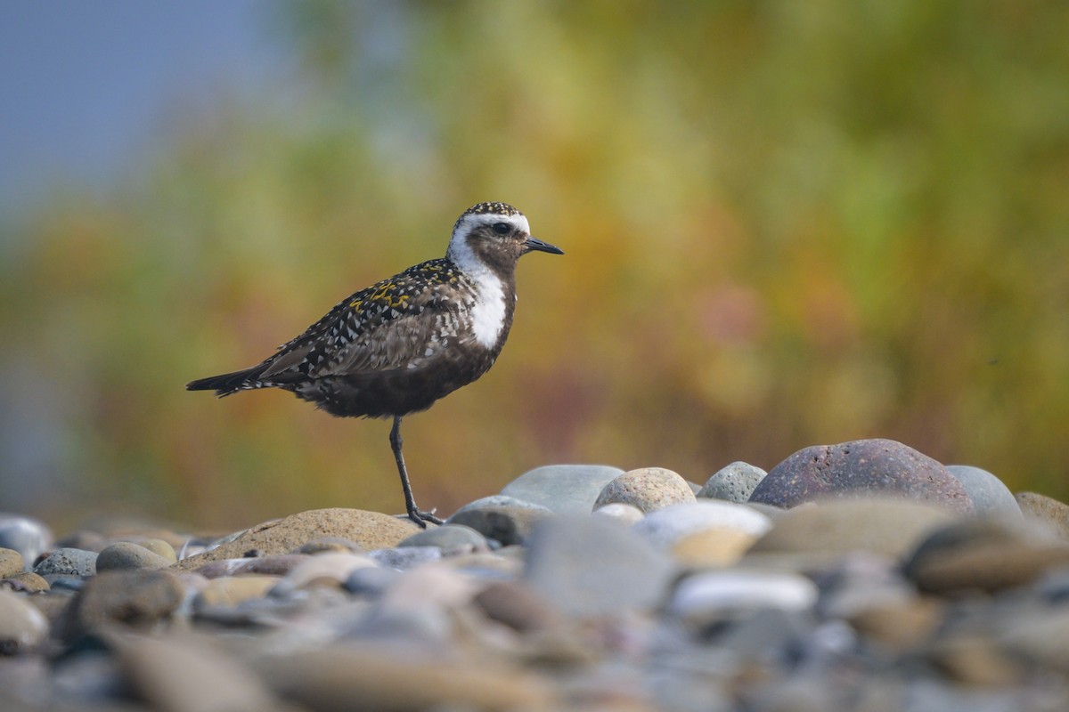 American Golden-Plover - ML621839503