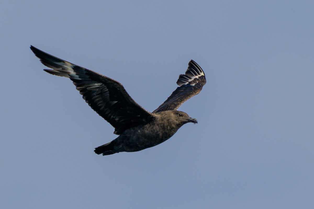 South Polar Skua - ML621839515