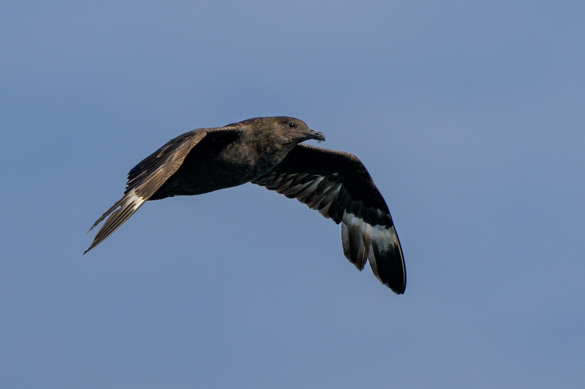 South Polar Skua - ML621839516