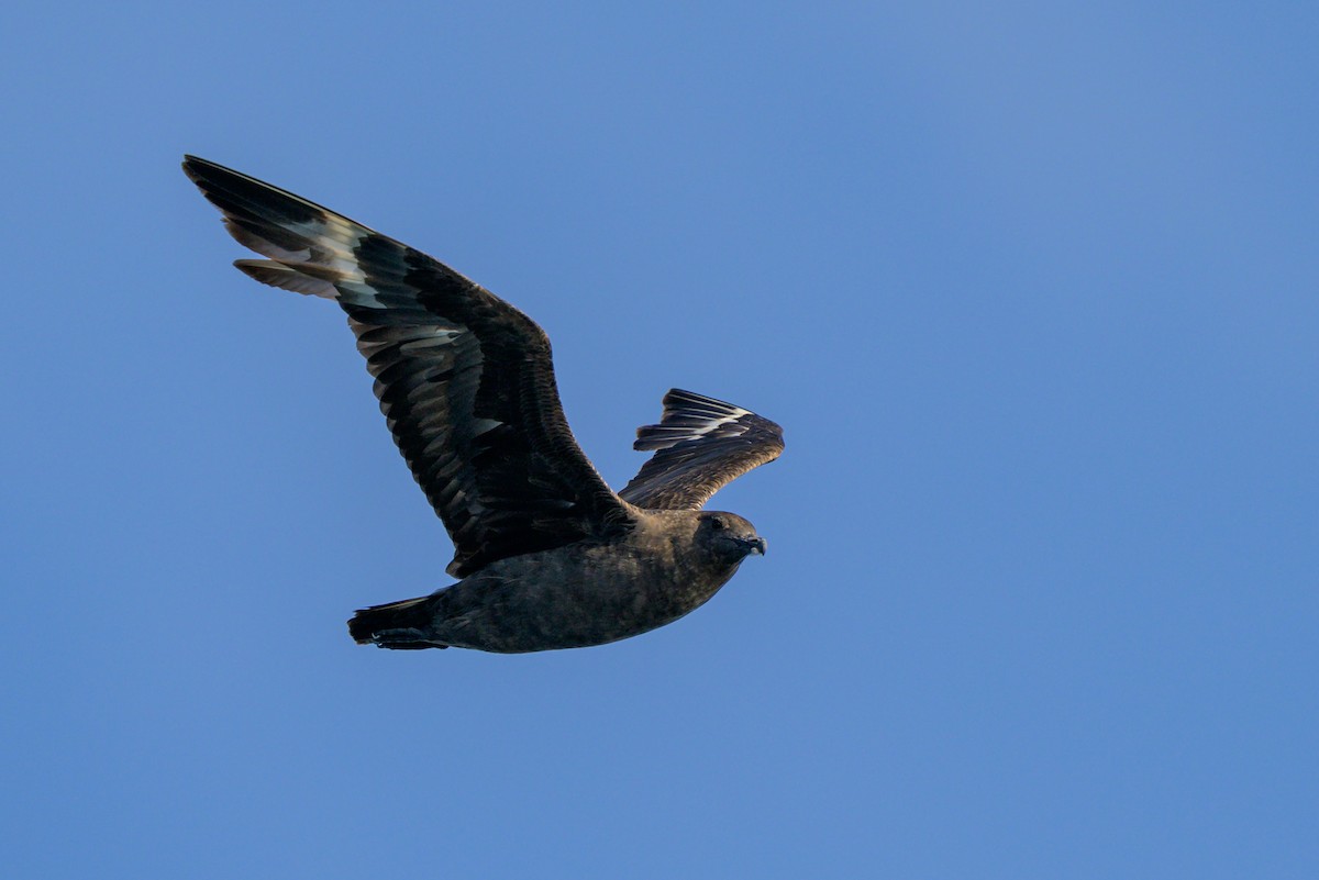 South Polar Skua - ML621839517