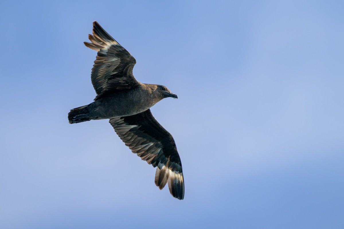 South Polar Skua - ML621839518