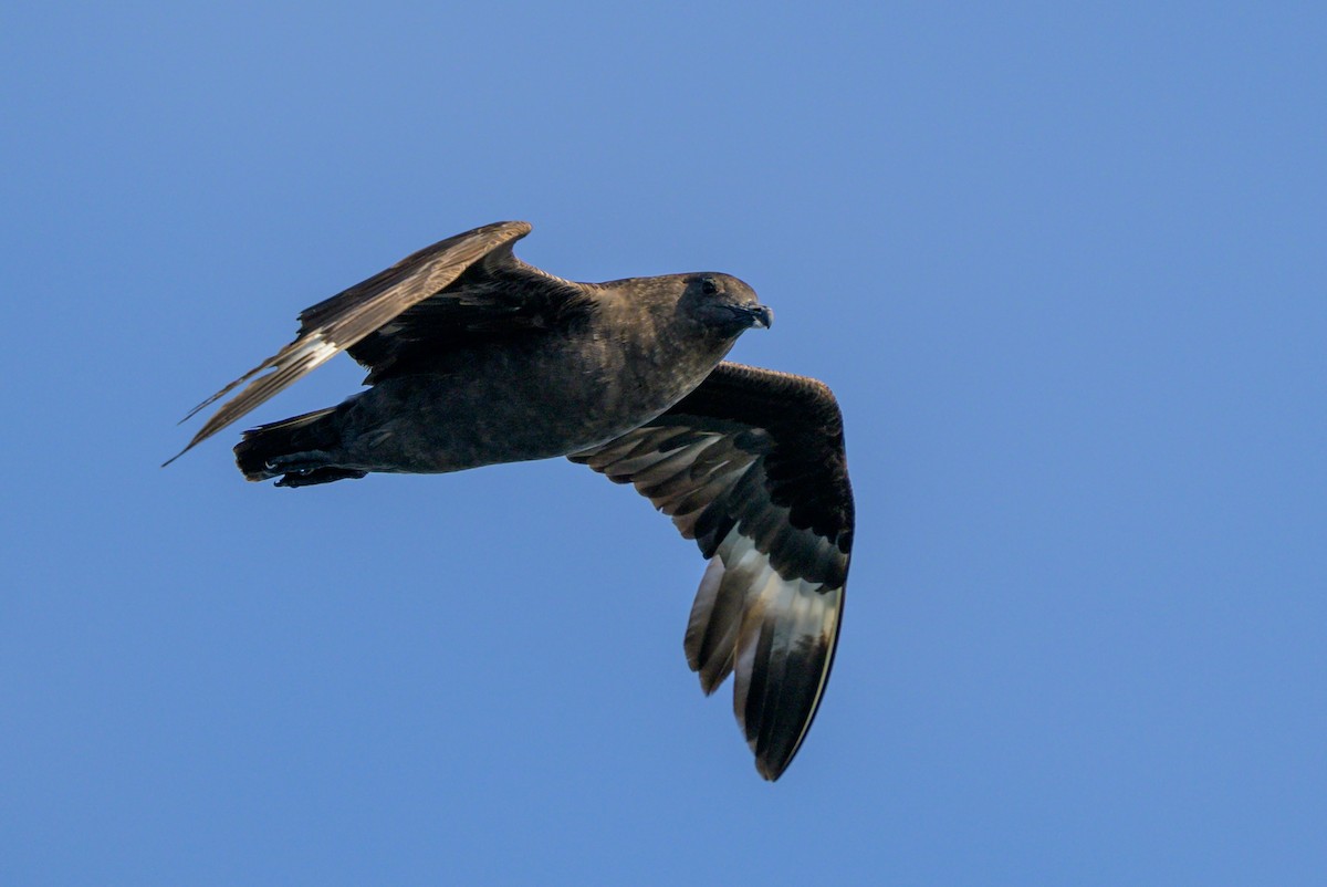 South Polar Skua - Jason Dain