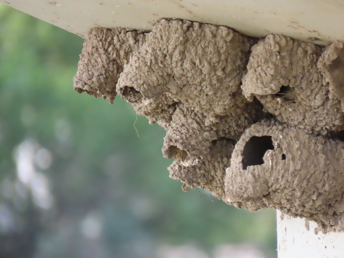 Cliff Swallow (pyrrhonota Group) - ML621839626