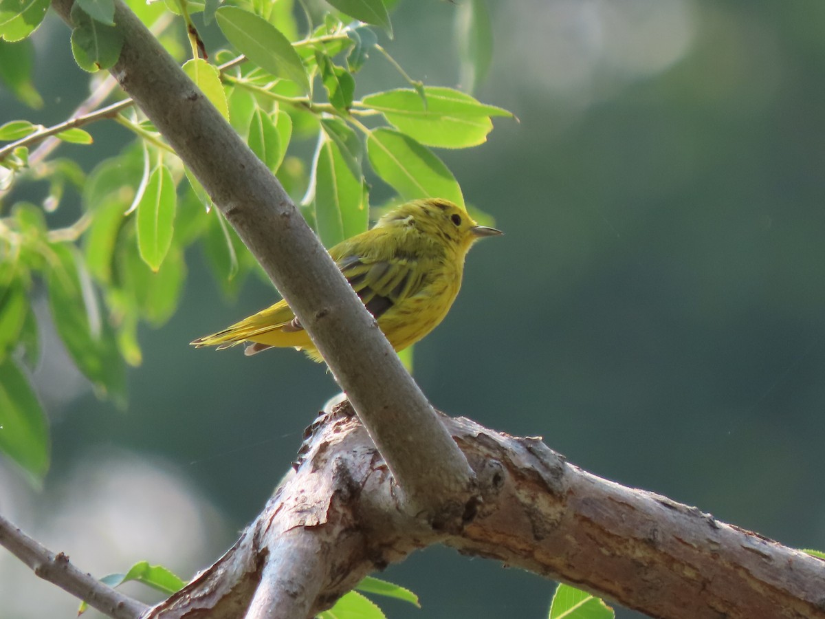 Yellow Warbler (Northern) - ML621839650