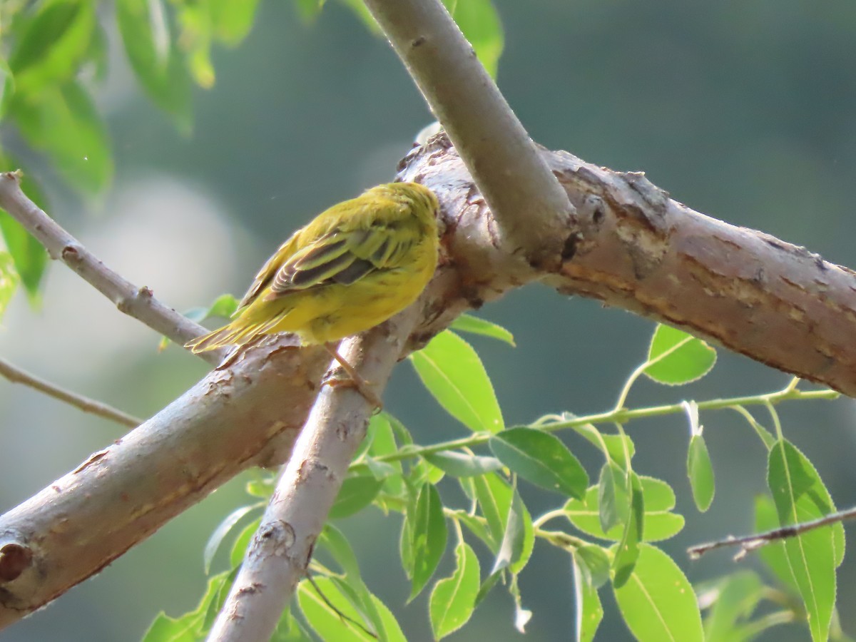 Yellow Warbler (Northern) - ML621839651