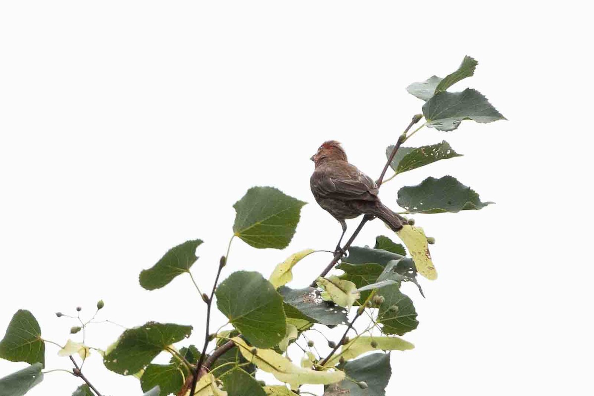House Finch - ML621839677
