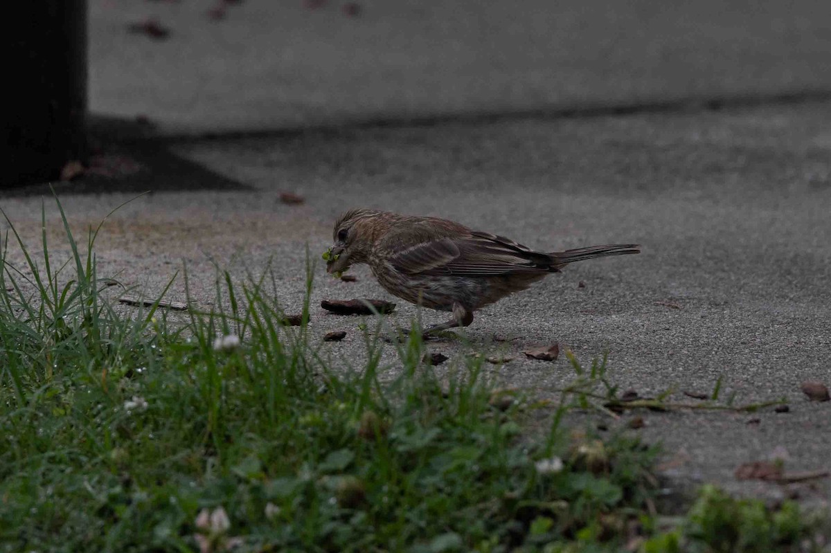 House Finch - ML621839679