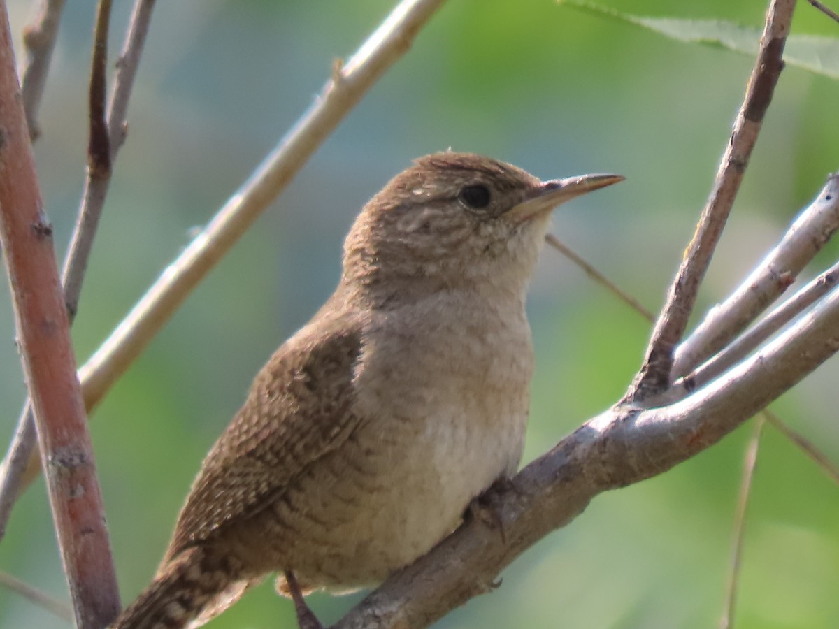 House Wren (Northern) - ML621839685