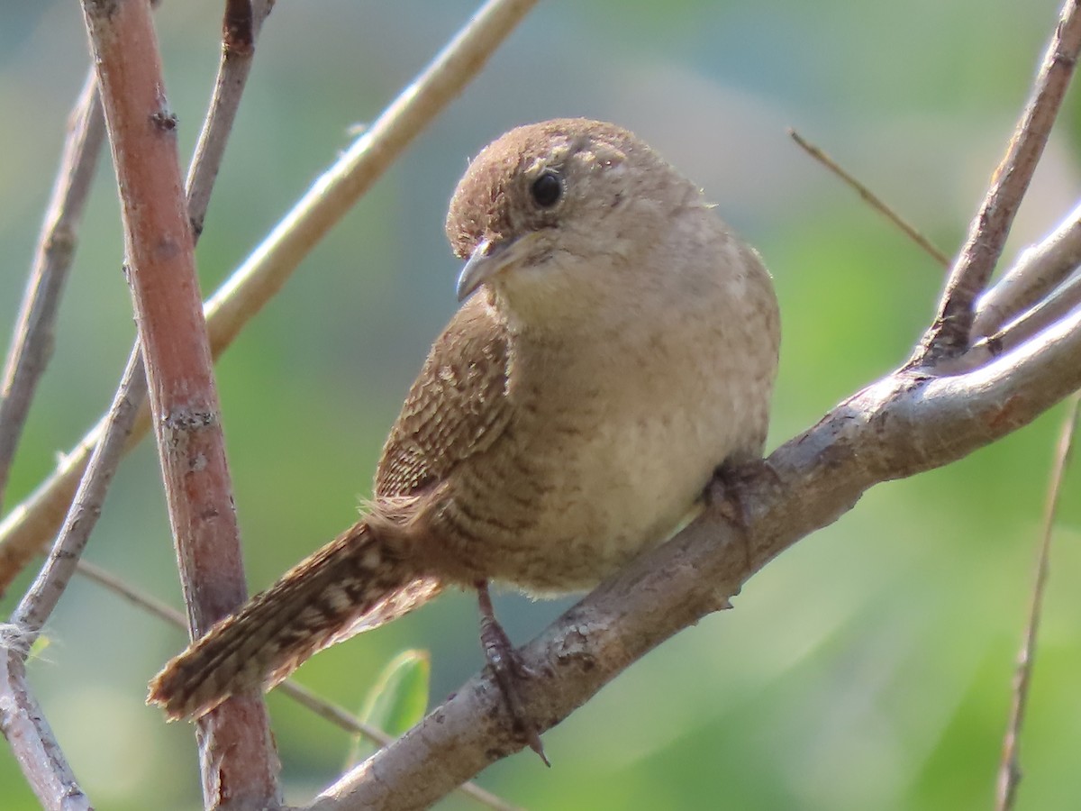 House Wren (Northern) - ML621839686