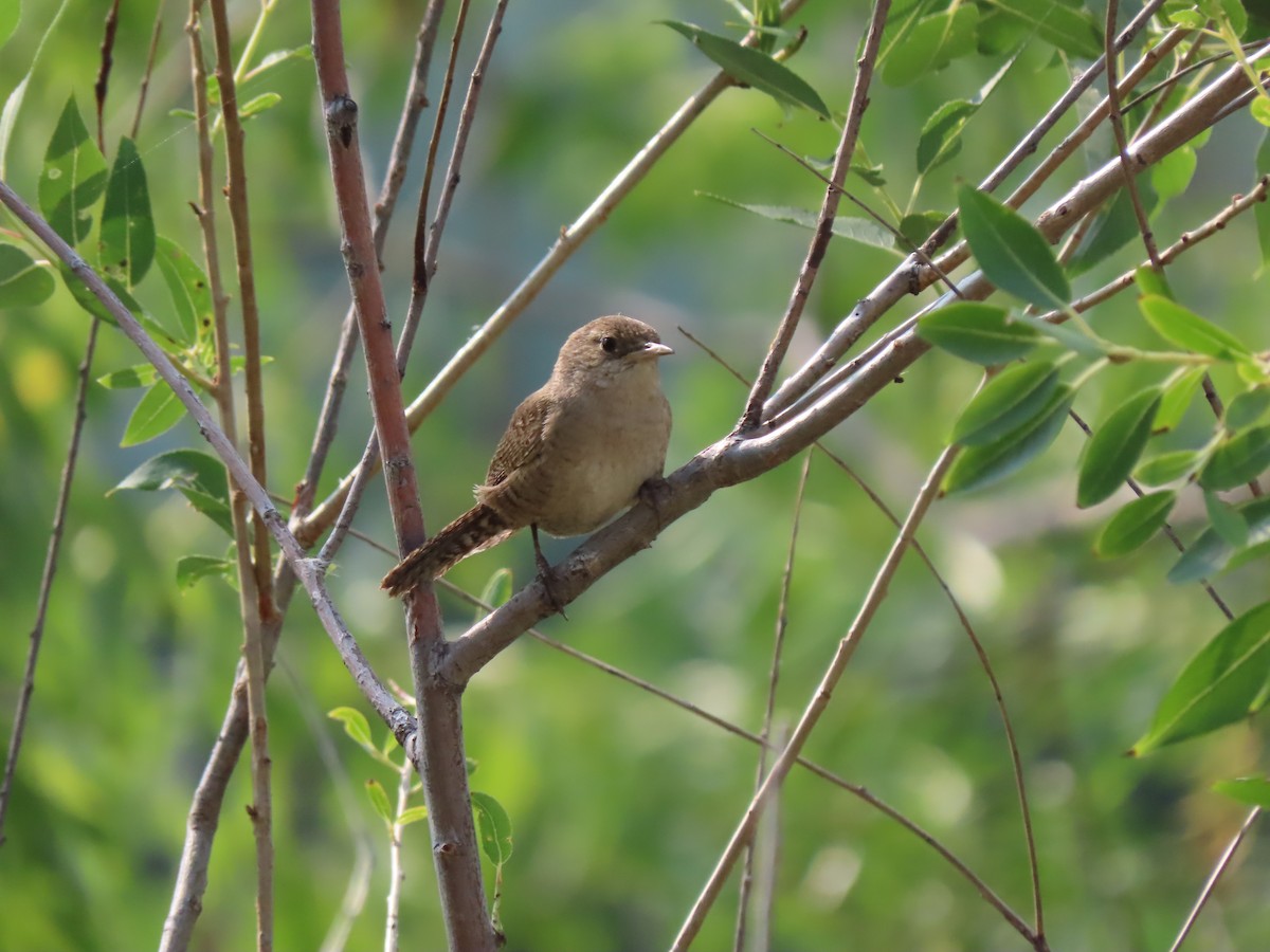 House Wren (Northern) - ML621839688