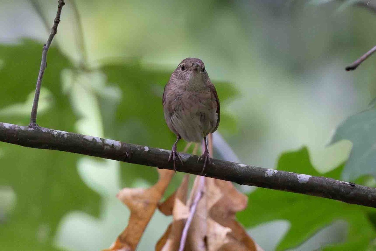 Northern House Wren - ML621839702