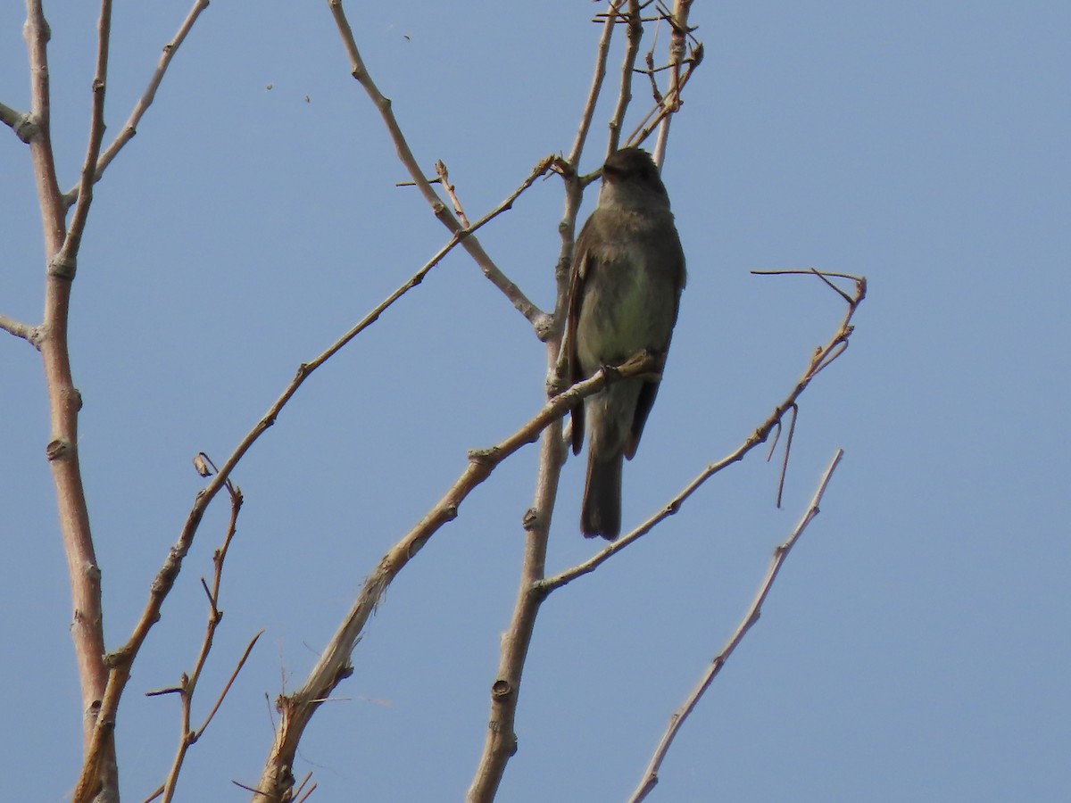 Western Wood-Pewee - ML621839705