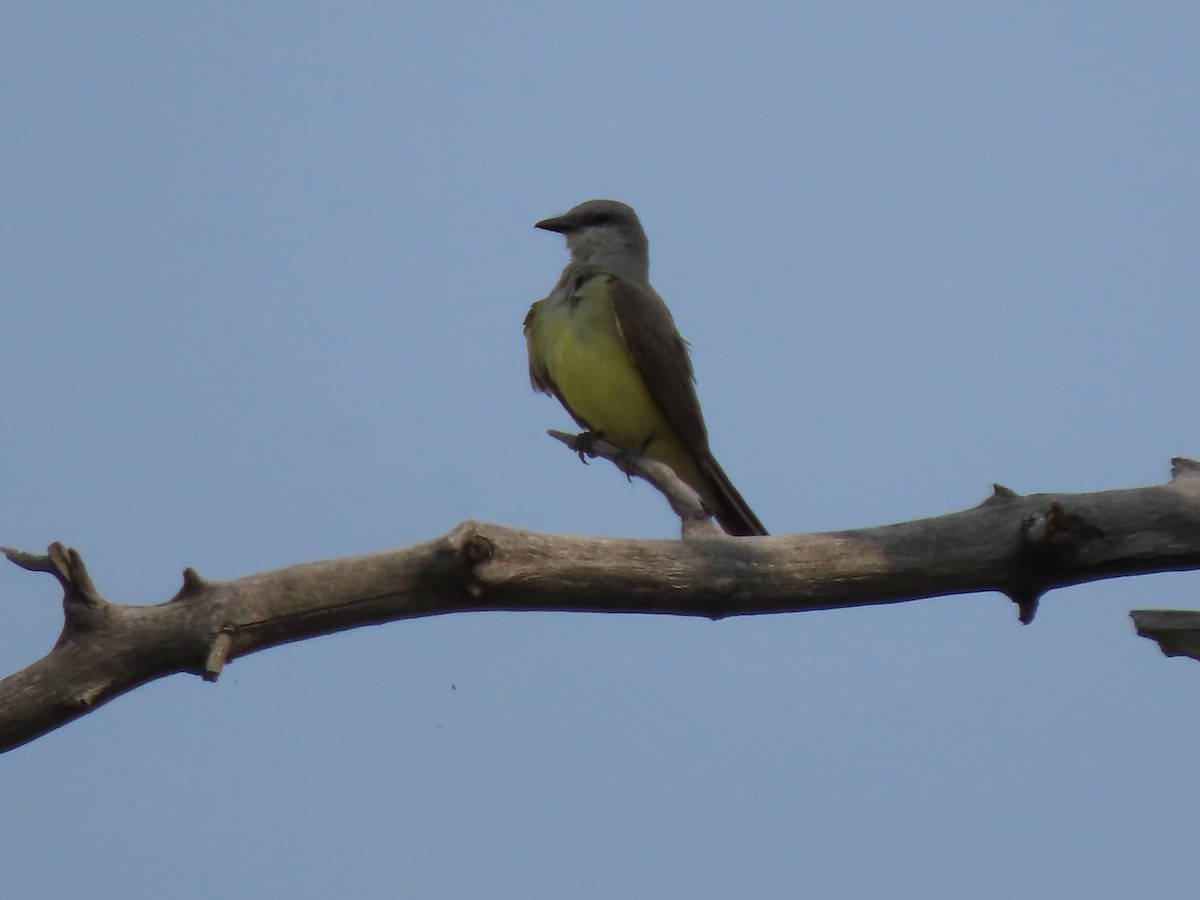 Western Kingbird - ML621839718