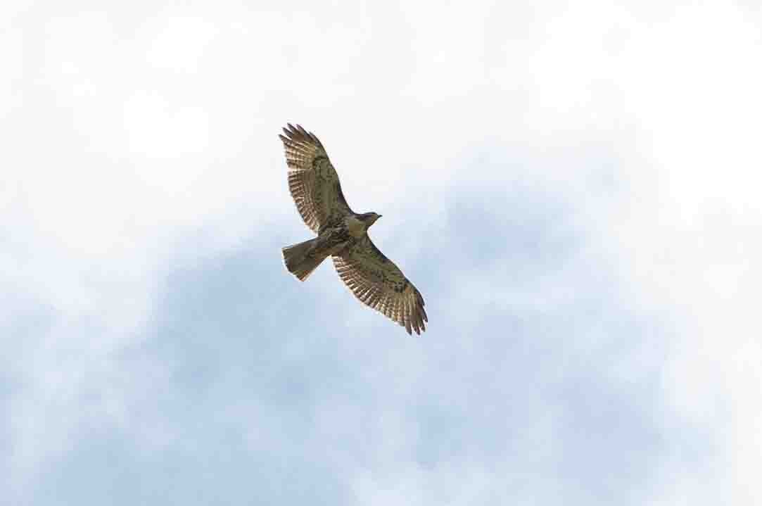 Red-tailed Hawk - ML621839734