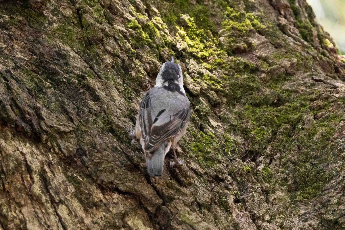 White-breasted Nuthatch (Eastern) - ML621839741