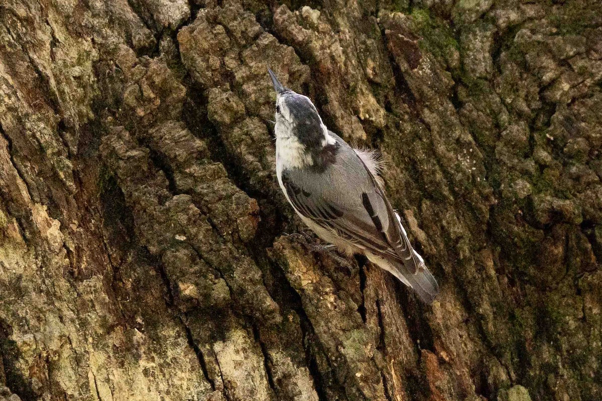 White-breasted Nuthatch (Eastern) - ML621839742