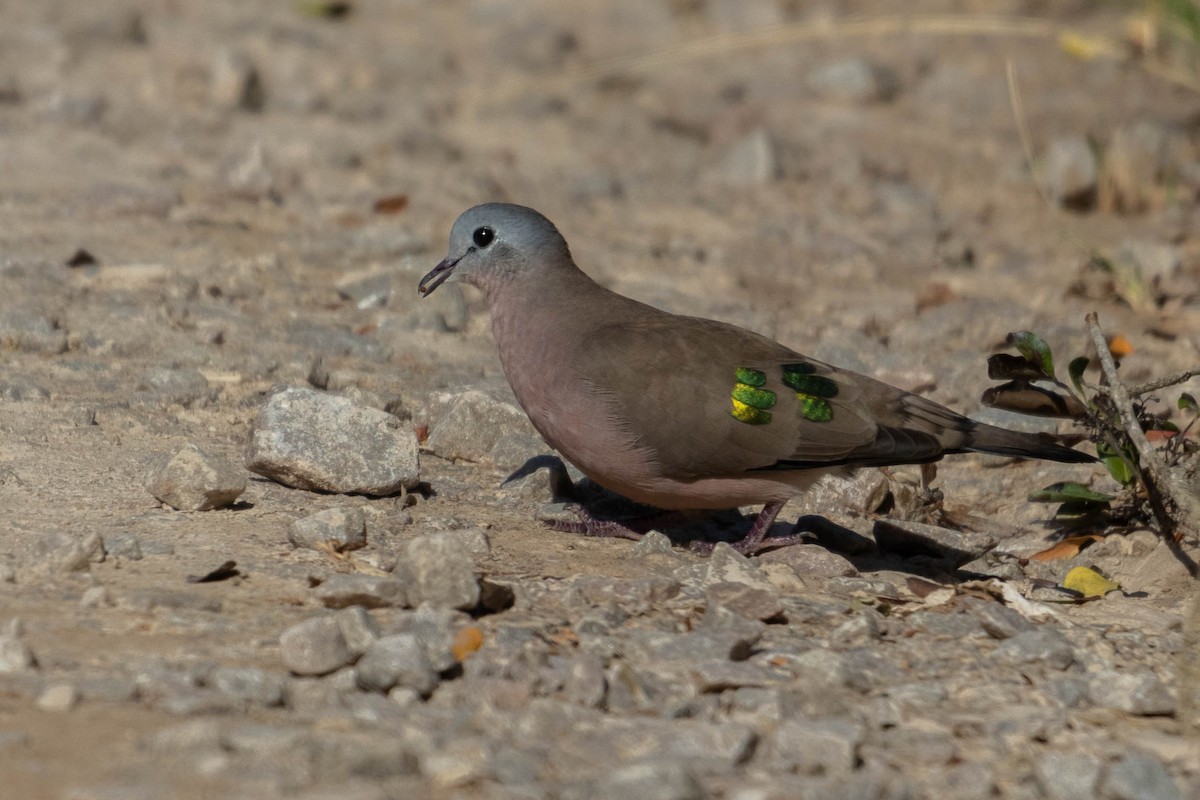 Emerald-spotted Wood-Dove - Ido Ben-Itzhak