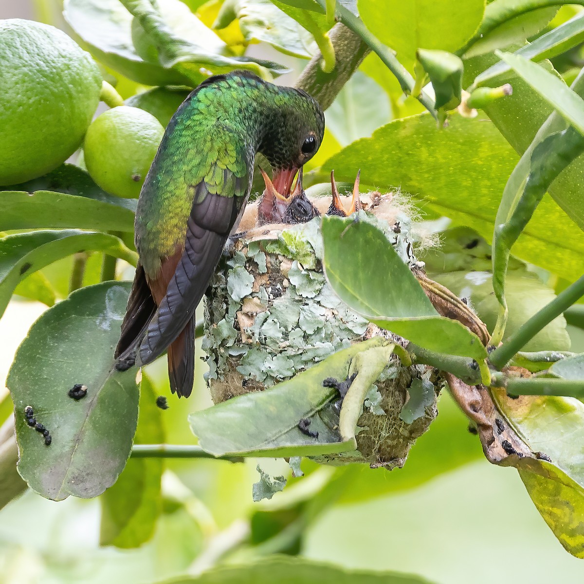 Rufous-tailed Hummingbird - Joe Poston