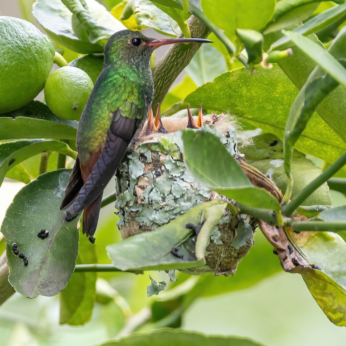 Rufous-tailed Hummingbird - ML621839750