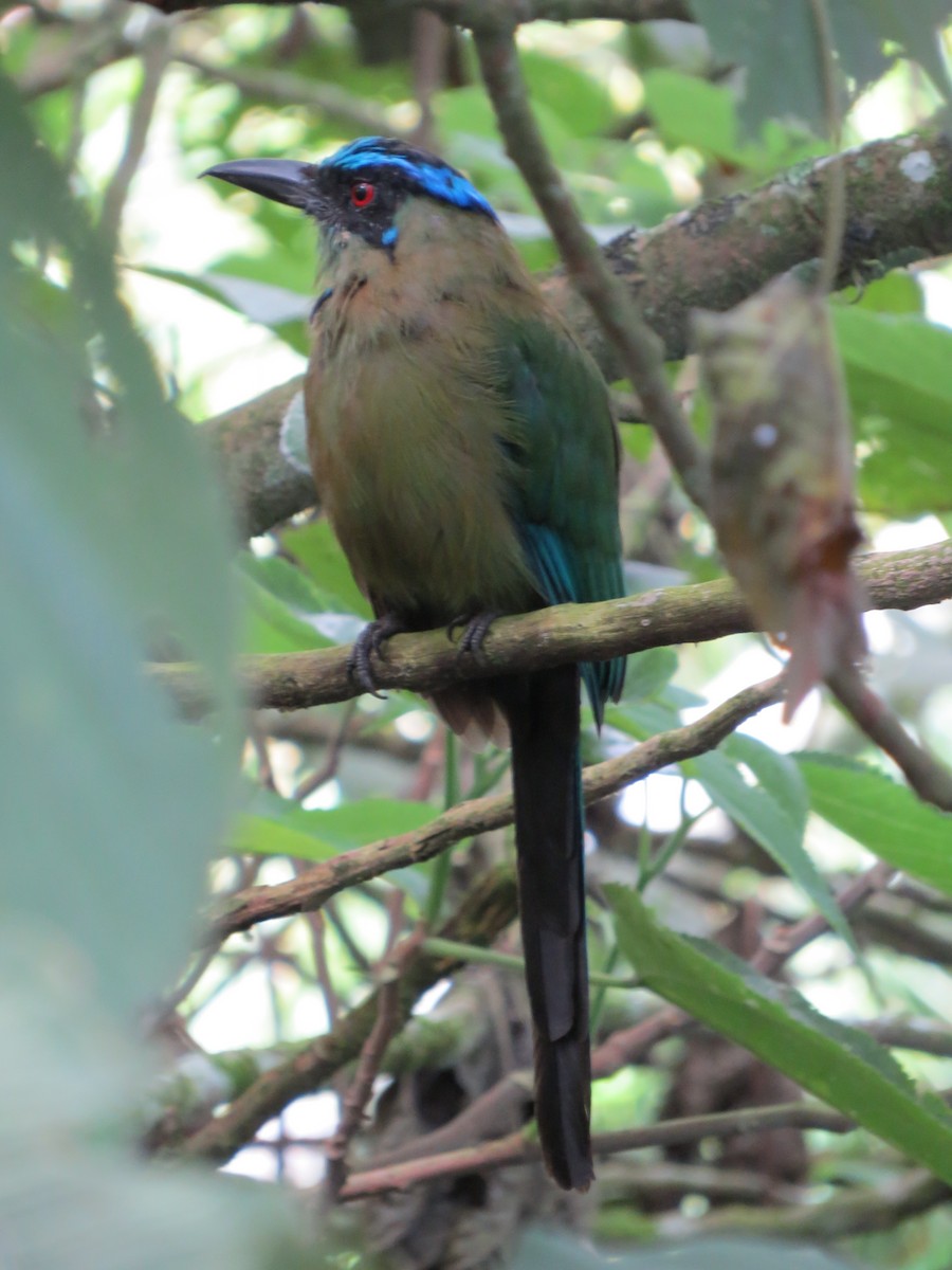 bergmotmot - ML621839755