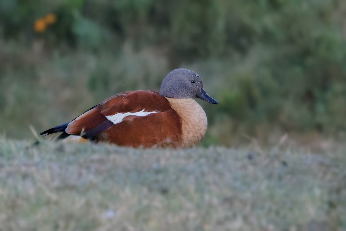 South African Shelduck - Ido Ben-Itzhak