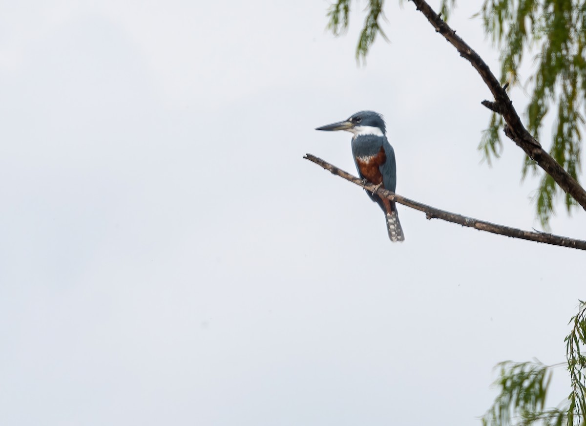 Ringed Kingfisher - ML621839761