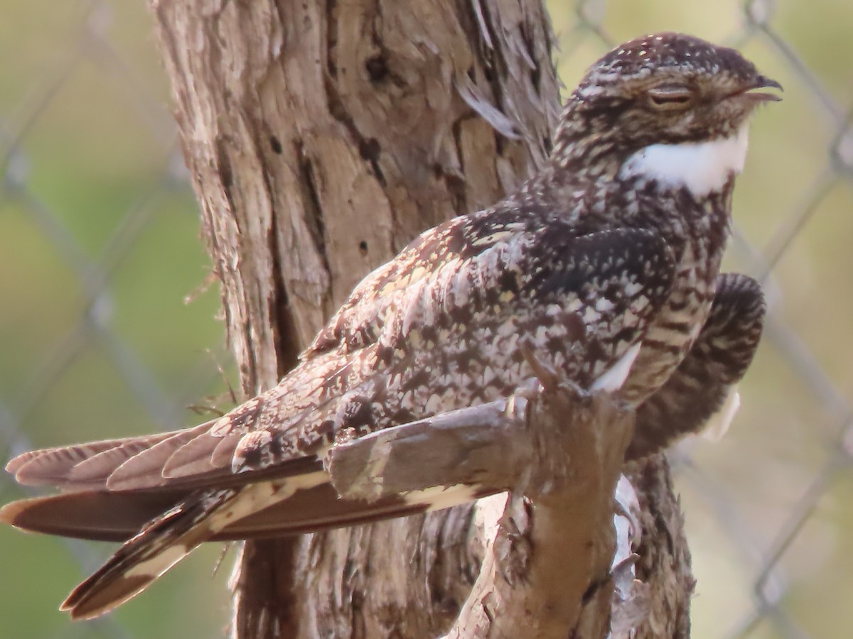 Common Nighthawk - ML621839788